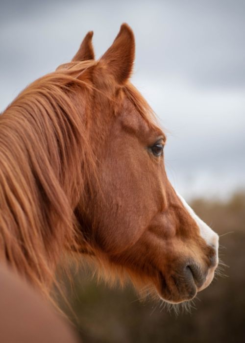 Gamme d'accessoires pour chevaux